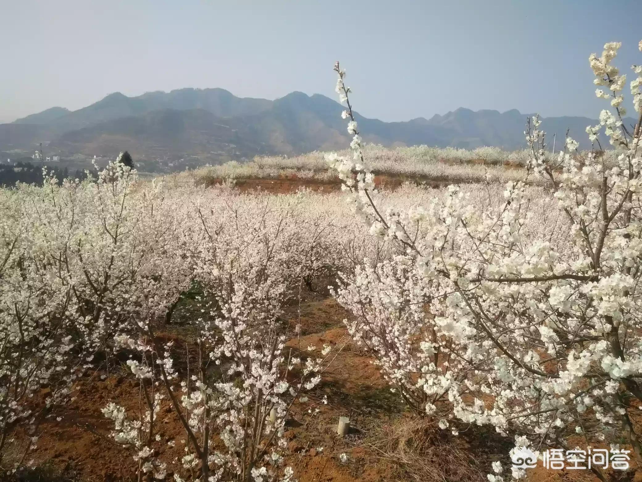 樱花的图片樱花的图片大全 最美 樱花的图片樱花的图片大全 最美
