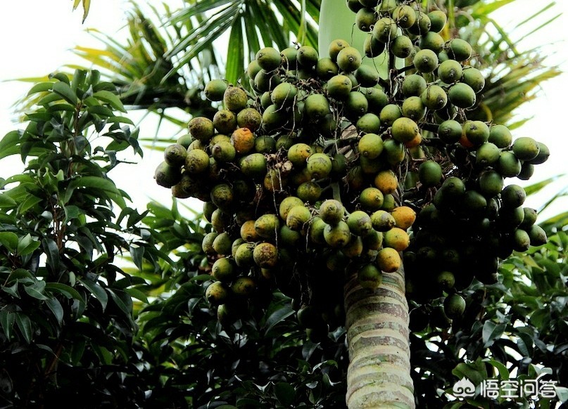 广州市什么槟榔好卖 广州市什么槟榔好卖