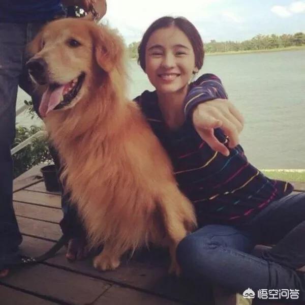 海外生活养什么狗，海外生活养什么狗比较好