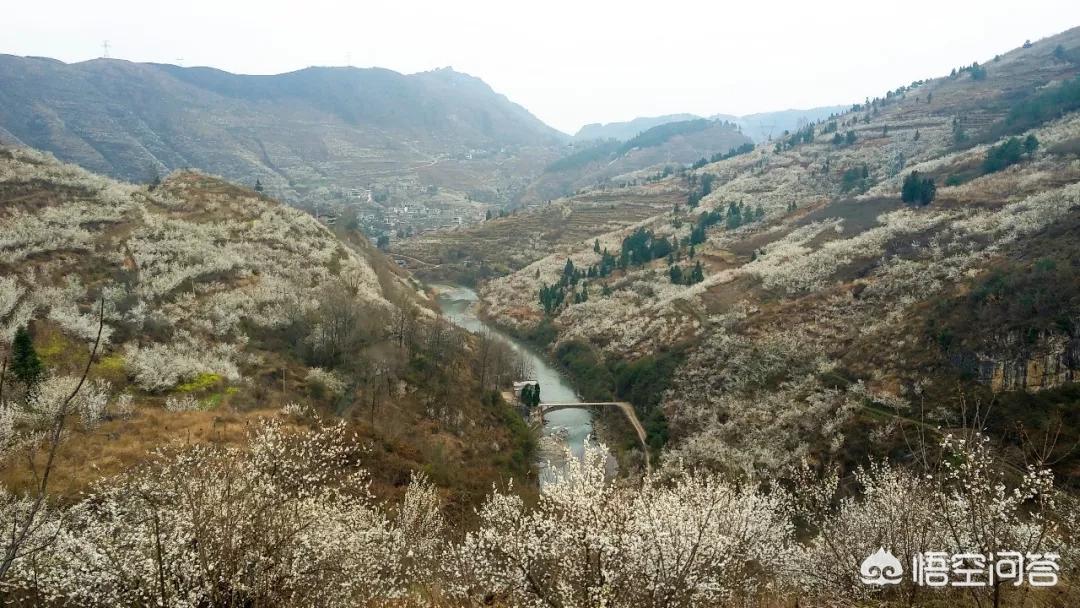 樱花的图片樱花的图片大全 最美