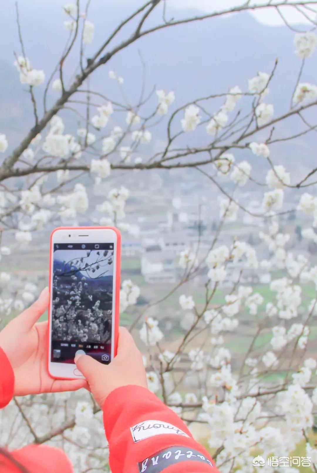樱花的图片樱花的图片大全 最美 樱花的图片樱花的图片大全 最美