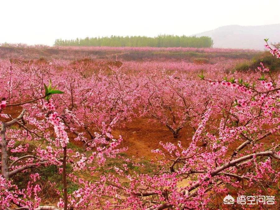 樱花的图片樱花的图片大全 最美 樱花的图片樱花的图片大全 最美