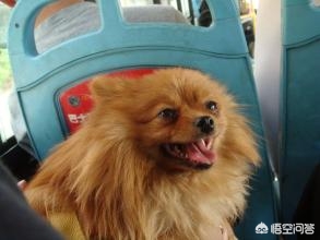[一女童被大型犬咬伤]如何看待南昌一小区女子被两只大型犬咬伤这件事？