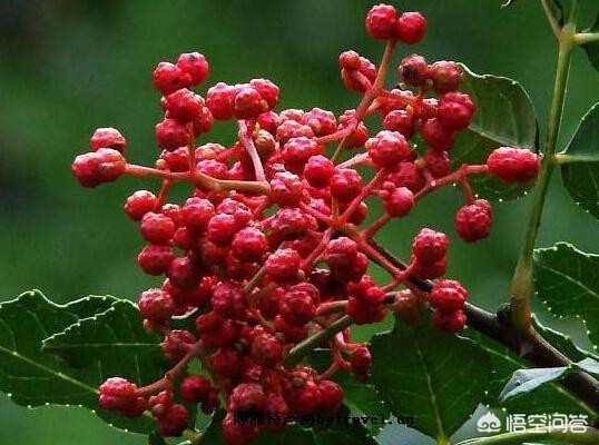 河南种花椒品种怎么样