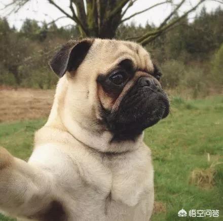 海外生活养什么狗，海外生活养什么狗比较好