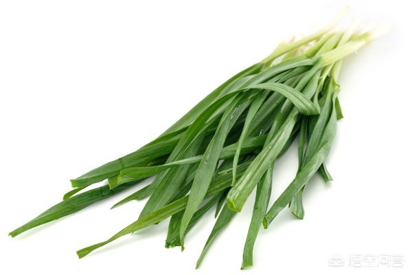 阳春蔬菜种植基地，阳春蔬菜种植基地在哪里