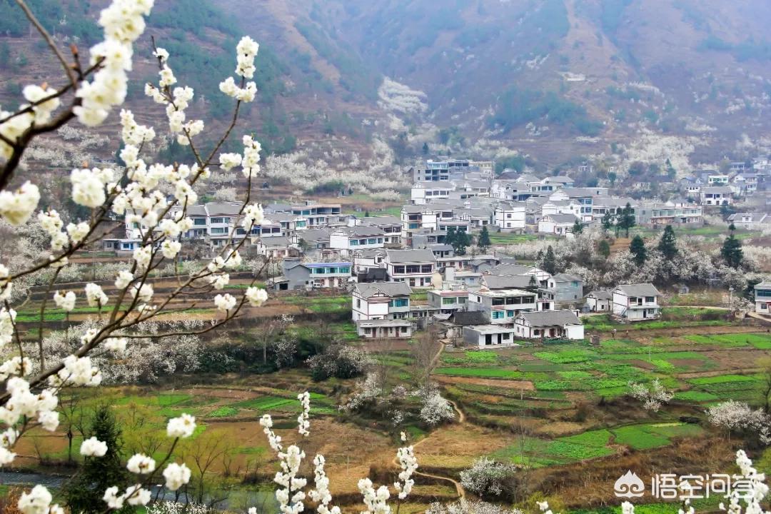 樱花的图片樱花的图片大全 最美