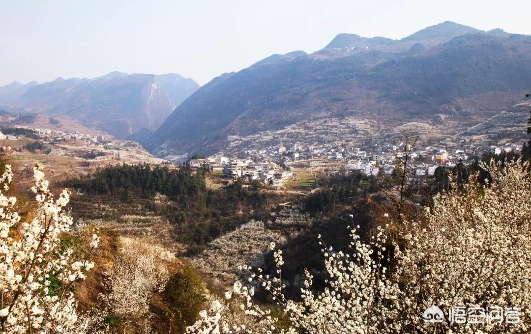 樱花的图片樱花的图片大全 最美