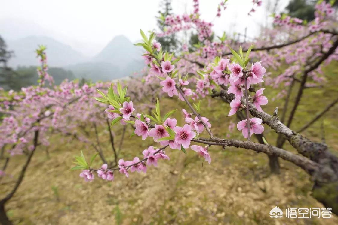 樱花的图片樱花的图片大全 最美