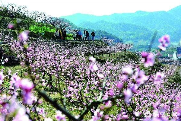 樱花的图片樱花的图片大全 最美
