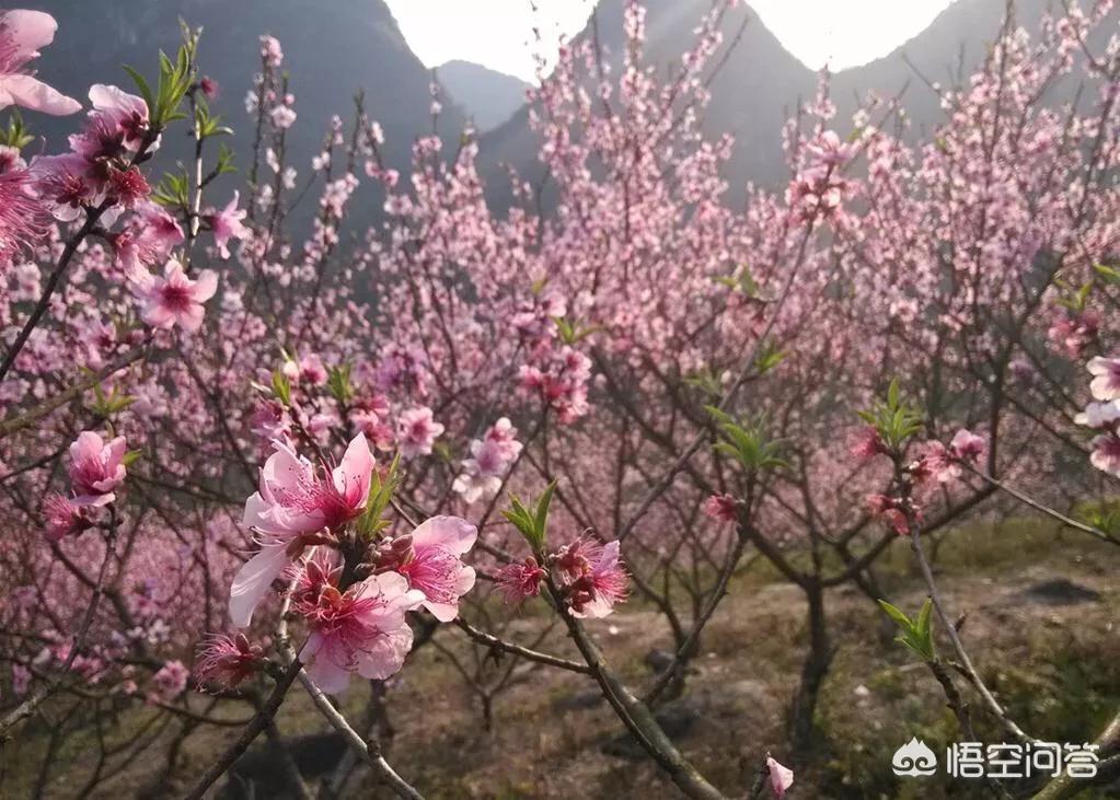 樱花的图片樱花的图片大全 最美 樱花的图片樱花的图片大全 最美