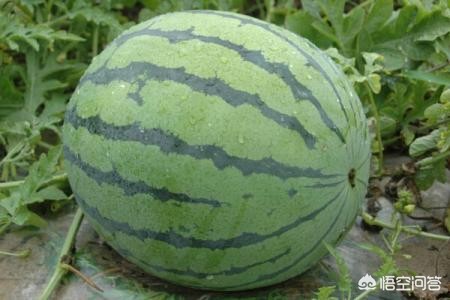 福建种植大棚怎么样