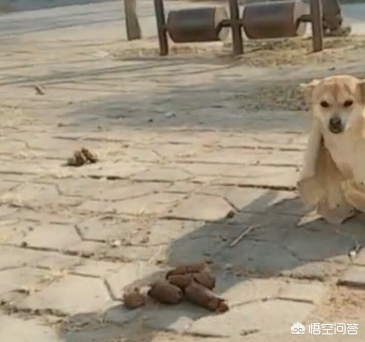 乌克兰海外生活直播视频，乌克兰海外生活直播视频播放