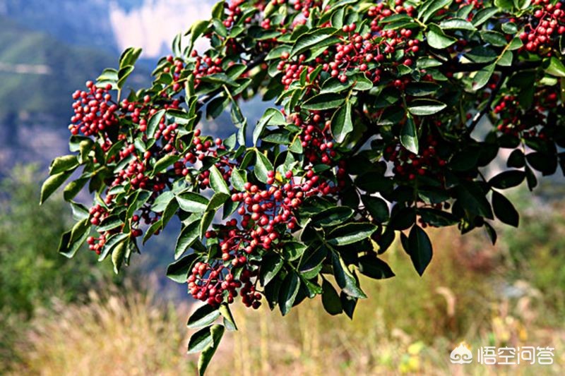 河南种花椒品种怎么样 河南种花椒品种怎么样