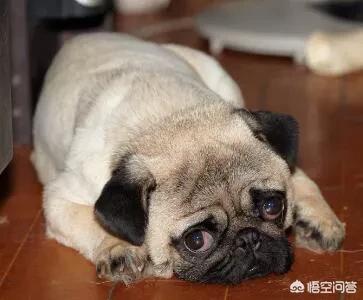 海外生活养什么狗，海外生活养什么狗比较好