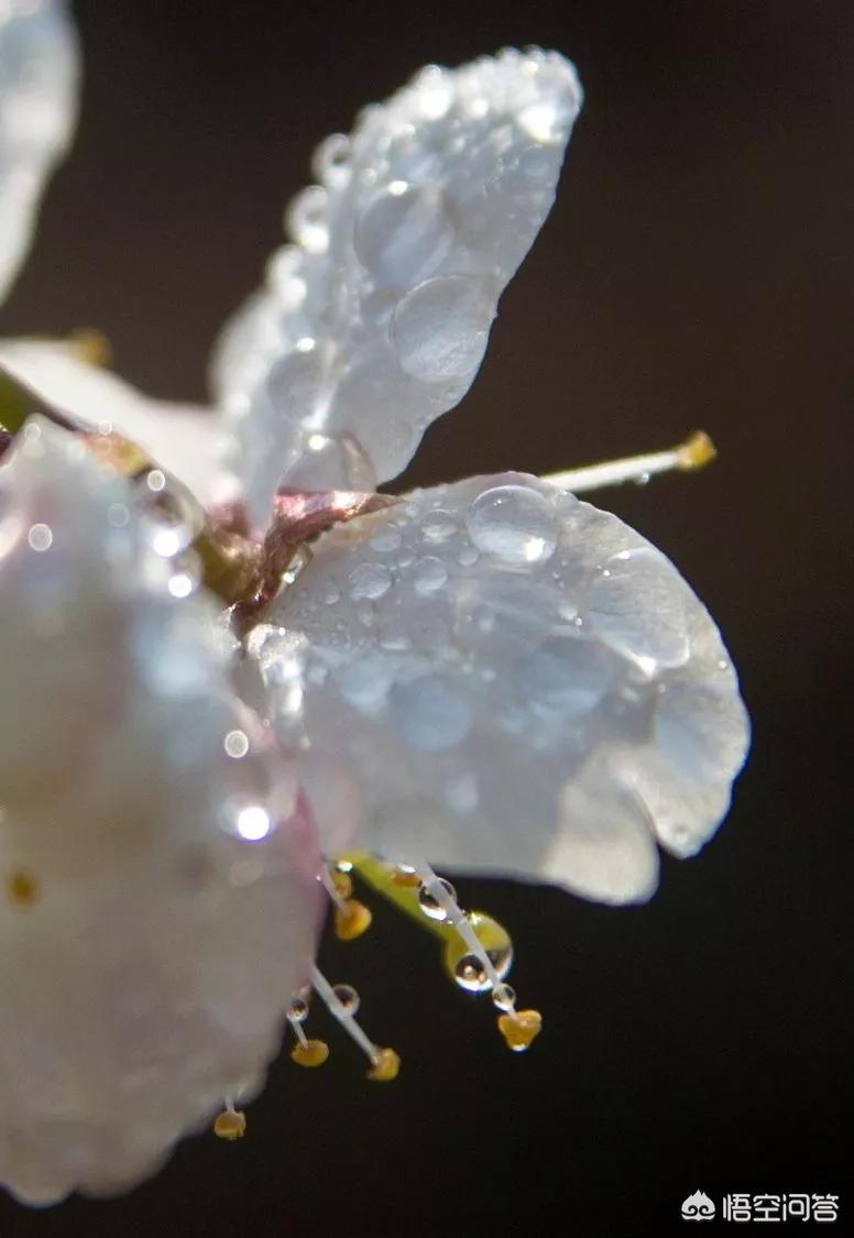 樱花的图片樱花的图片大全 最美 樱花的图片樱花的图片大全 最美