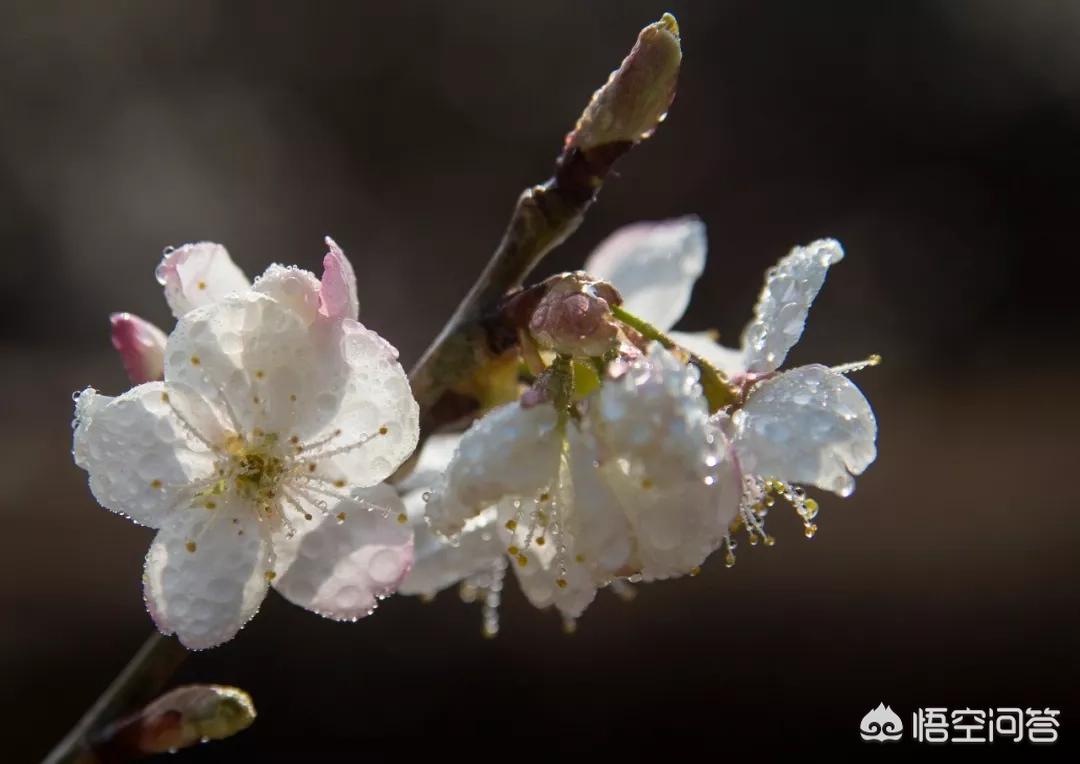 樱花的图片樱花的图片大全 最美