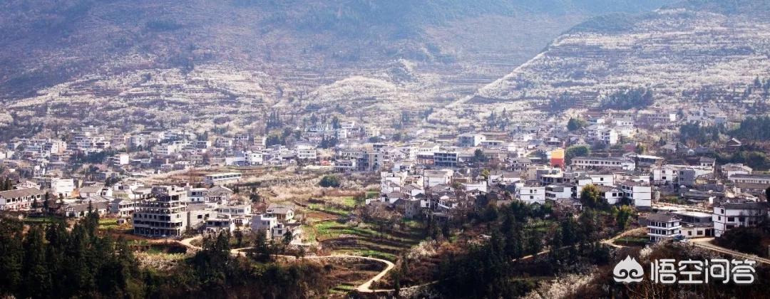 樱花的图片樱花的图片大全 最美