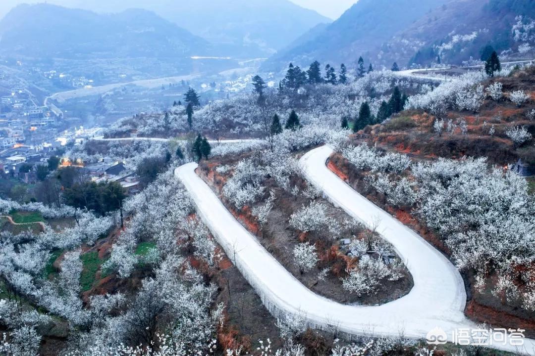 樱花的图片樱花的图片大全 最美