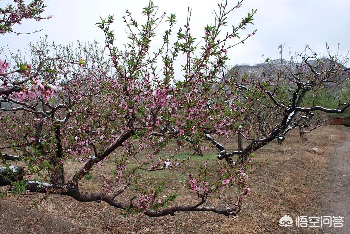 樱花的图片樱花的图片大全 最美 樱花的图片樱花的图片大全 最美