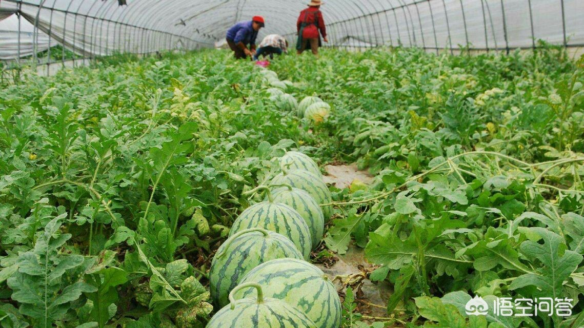 福建种植大棚怎么样