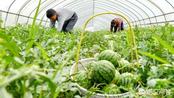 福建种植大棚怎么样