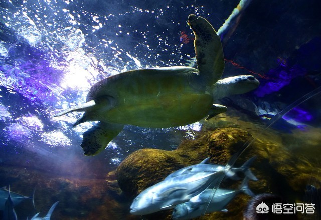 辽宁省大连市玩什么好 辽宁省大连市玩什么好