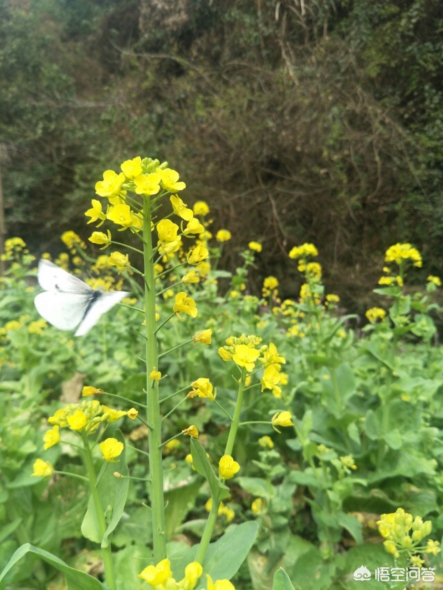 哈尔滨地产蔬菜比南方蔬菜贵上几倍是什么原因? 哈尔滨地产蔬菜比南方蔬菜贵上几倍是什么原因?