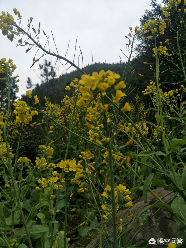 哈尔滨地产蔬菜比南方蔬菜贵上几倍是什么原因? 哈尔滨地产蔬菜比南方蔬菜贵上几倍是什么原因?
