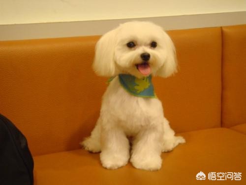 狗狗靠捡瓶存款过万