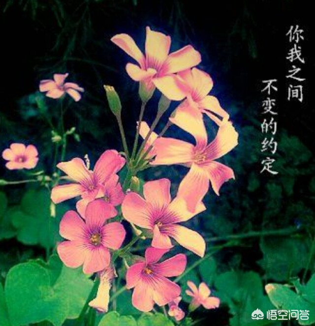 [zoro]zoro到底是什么意思啊？