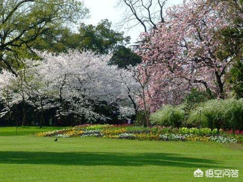 杭州市哪个山有花海