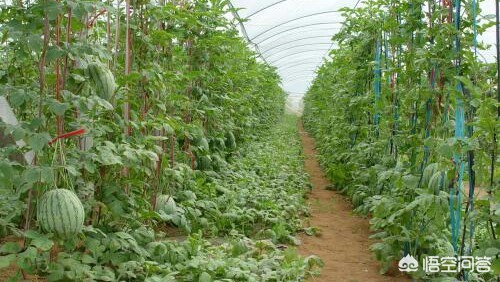 福建种植大棚怎么样