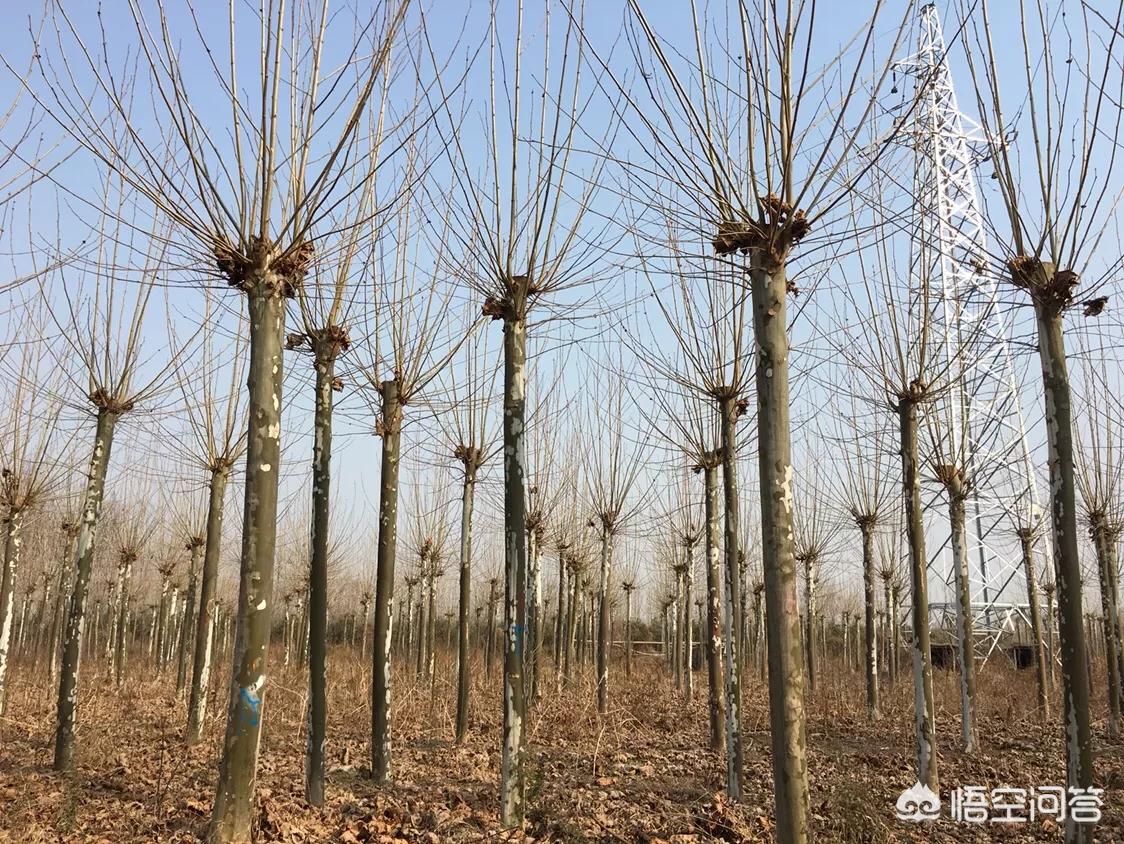 法桐汽车报价,法桐图片及价格表