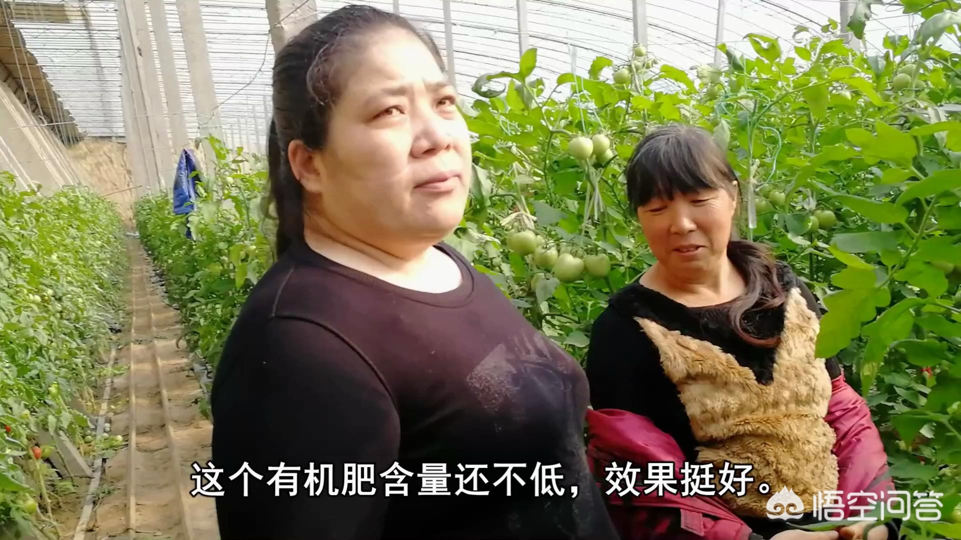 甘肃地区，生鲜猪粪加上杀虫药后能否直接倒到旱地里做底肥种植根茎类作物？