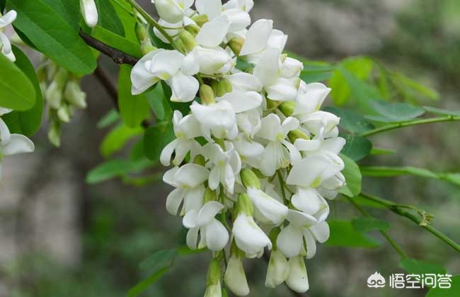 甘肃哪里的槐花蜜比较好？