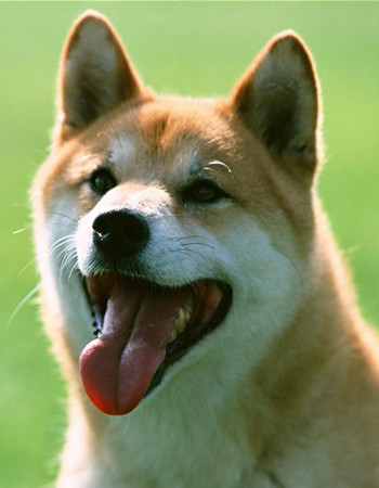 为什么在国外深受喜爱的中华田园犬，国人却看不上？-图1