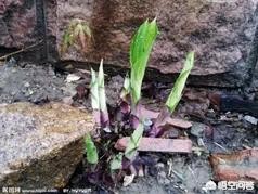 图片牡丹花（港之曙海棠和牡丹海棠的区别？）