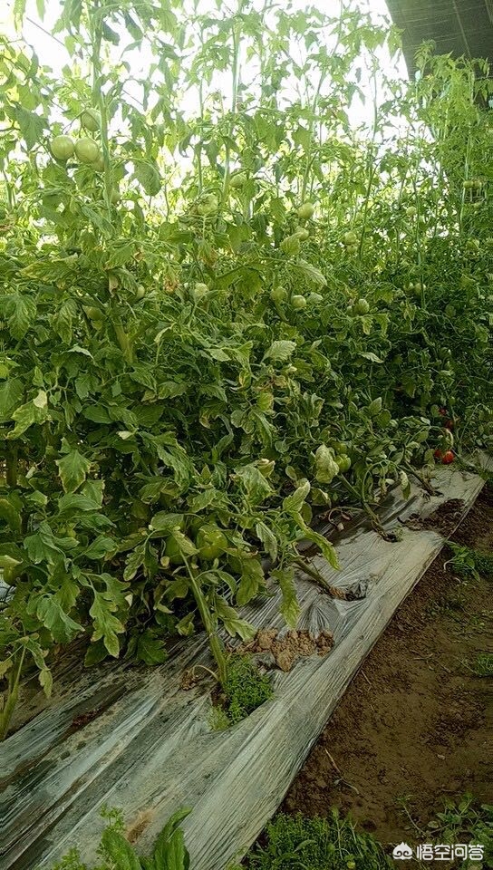 江苏智能温室现货网站官网,鹏彩蔬菜大棚项目招标结果?