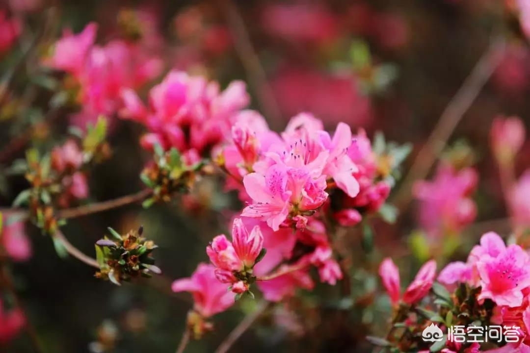 武汉市可以养什么花卉 武汉市可以养什么花卉