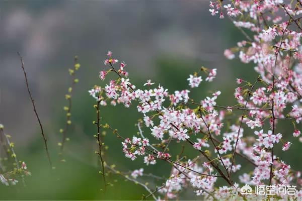 武汉市可以养什么花卉