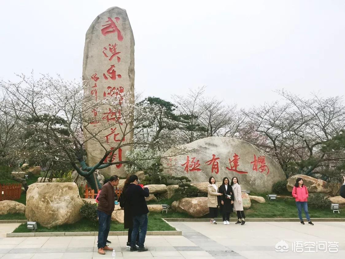 除了武汉大学，武汉还有哪里可以赏樱花？