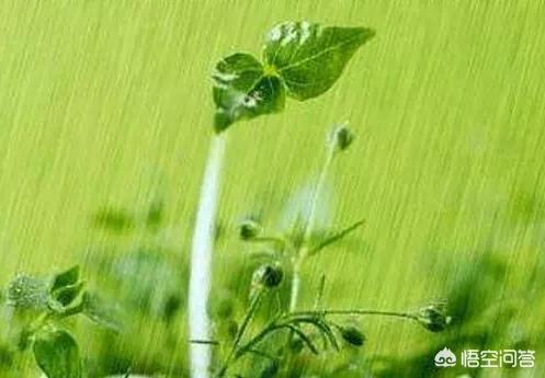 图片牡丹花（港之曙海棠和牡丹海棠的区别？）