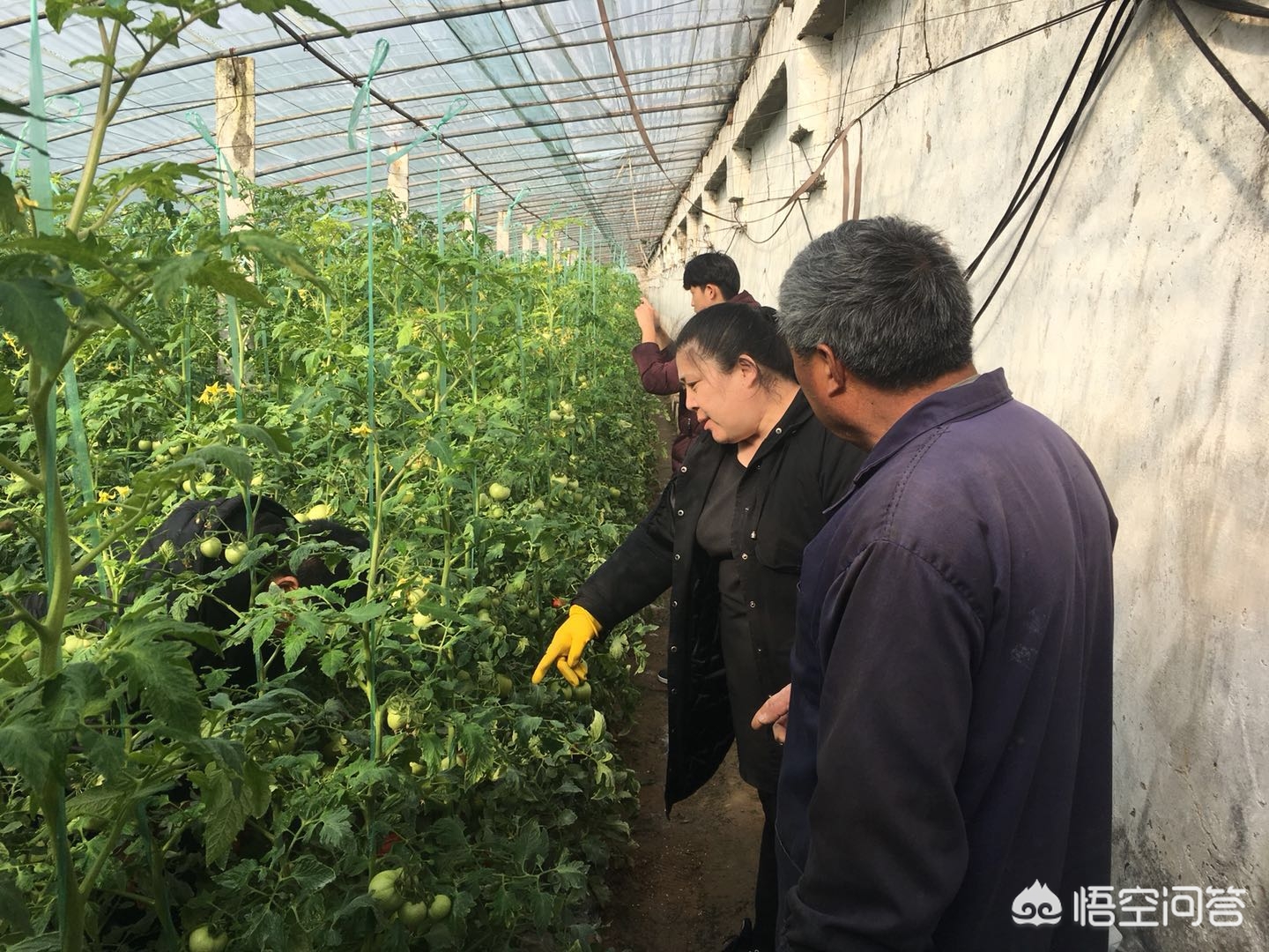 江苏智能温室现货网站官网,鹏彩蔬菜大棚项目招标结果?