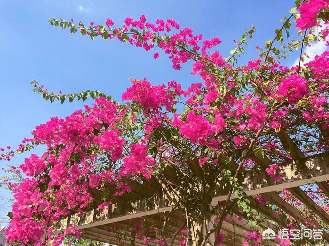 为什么厦门市花是三角梅