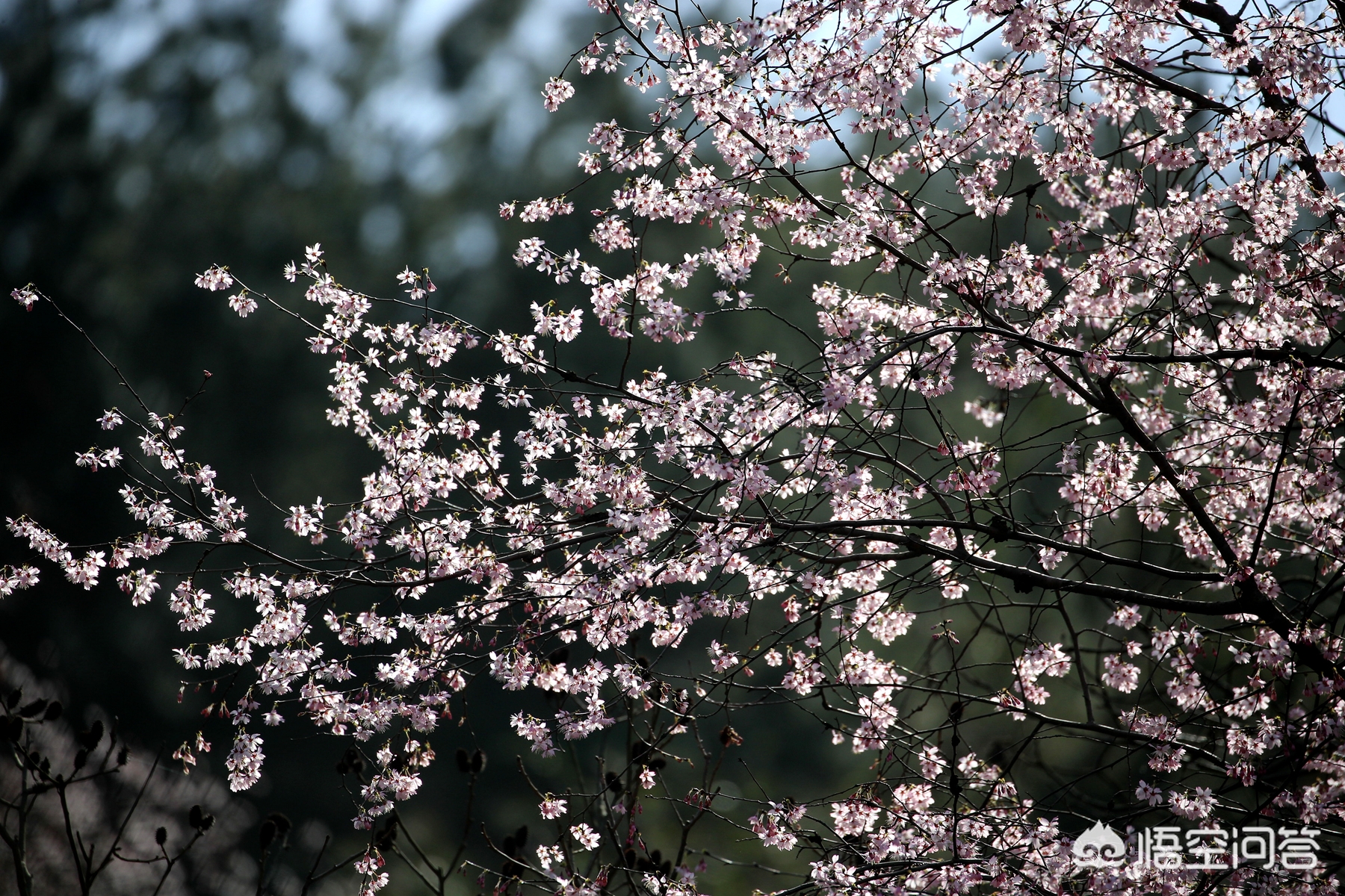 武汉市可以养什么花卉 武汉市可以养什么花卉