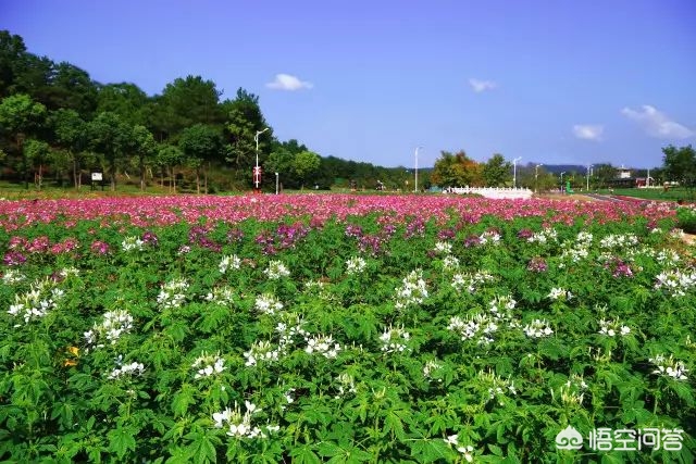 武汉市可以养什么花卉 武汉市可以养什么花卉