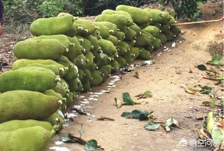 [凤梨就是菠萝吗]凤梨与菠萝一样甜吗？二者的区别在哪？