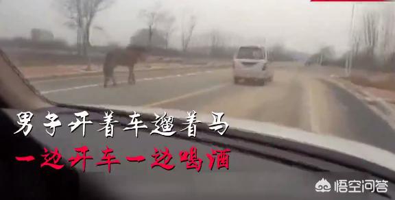 怎么看待河南男子边开车边喝酒，后面还遛了匹马？：游客自驾撞死6匹马