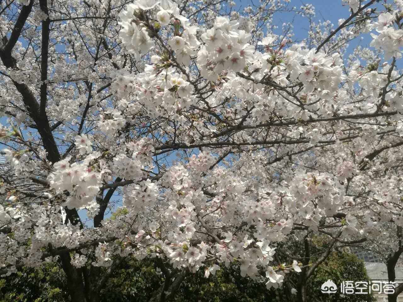 除了武汉大学，武汉还有哪里可以赏樱花？